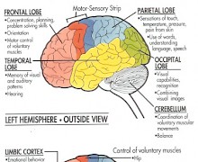 Location of Brain Functions